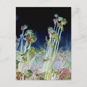 Carte Postale "Early Spring" Numériquement modifié Ferns à tête