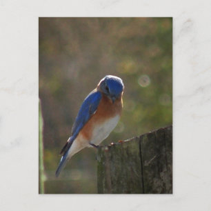 Carte postale Eastern Bluebird