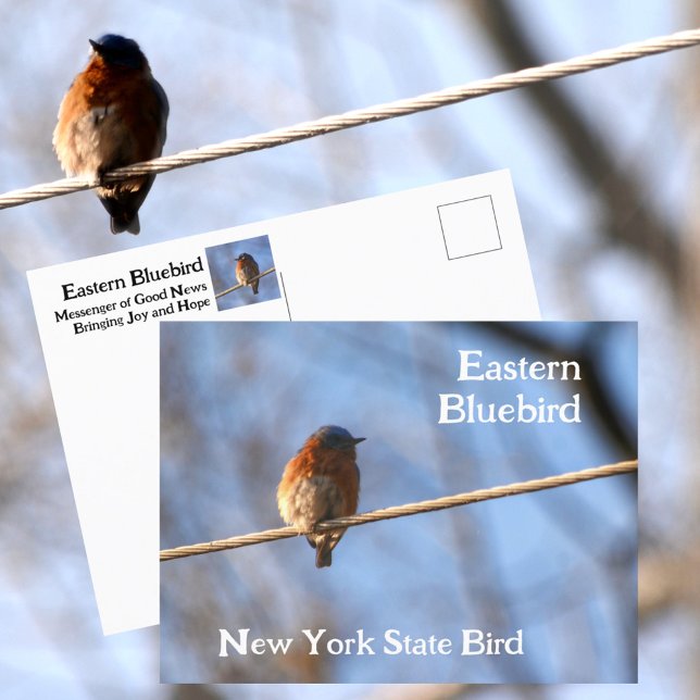 Carte Postale Eastern Bluebird New York State Bird Photographie (Créateur téléchargé)