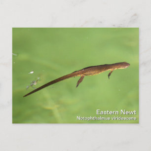 Carte Postale Eastern Newt