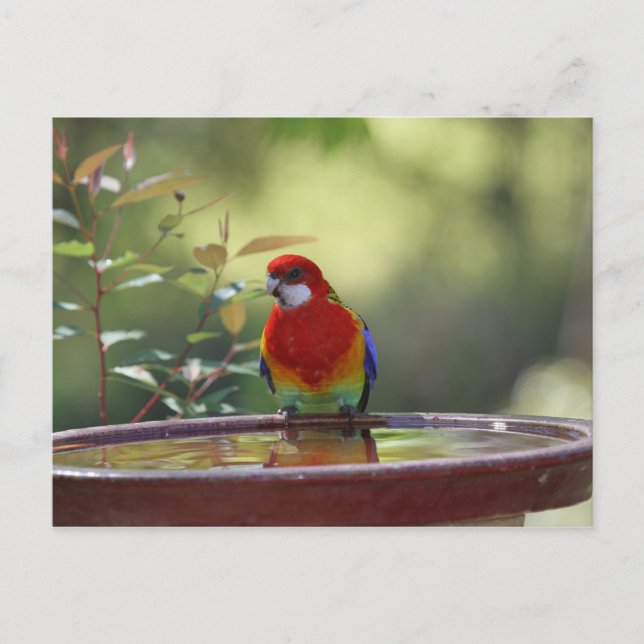 Carte Postale Eastern Rosella Australie (Devant)