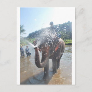 Carte Postale Eau pulvérisatrice d'éléphants