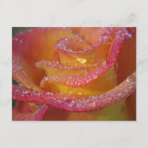 Carte Postale Eau rose