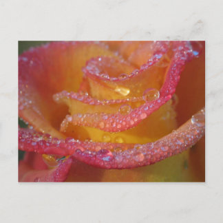 Carte Postale Eau rose