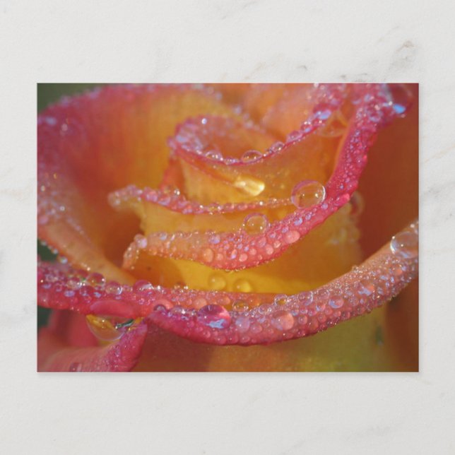 Carte Postale Eau rose (Devant)