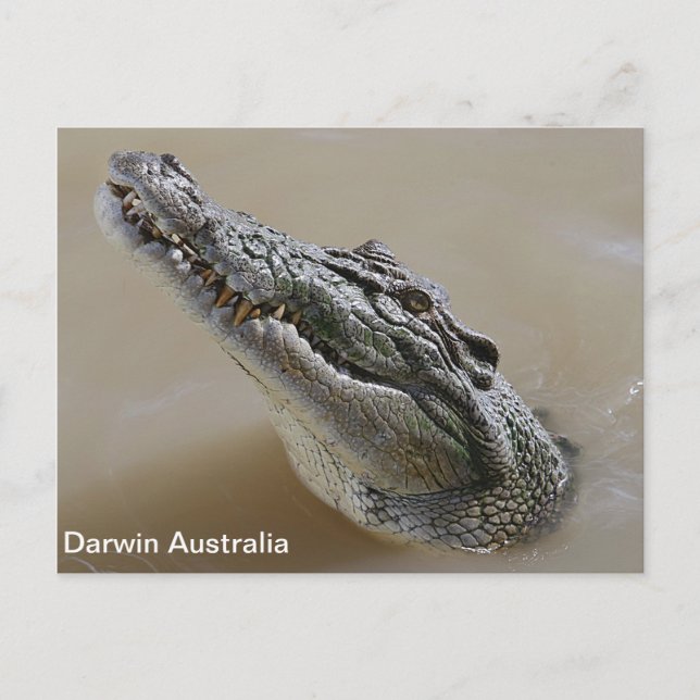 Carte Postale Eau salée Crocodile Darwin Australie (Devant)