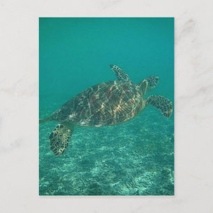 Carte Postale eaux vertes de tortues
