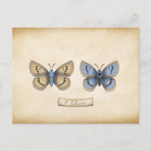 Carte Postale Écarce Grand Papillon Bleu Spécimen Personnalisabl