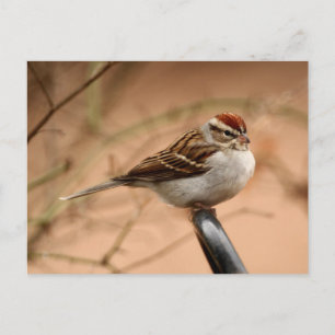 Carte Postale Écart