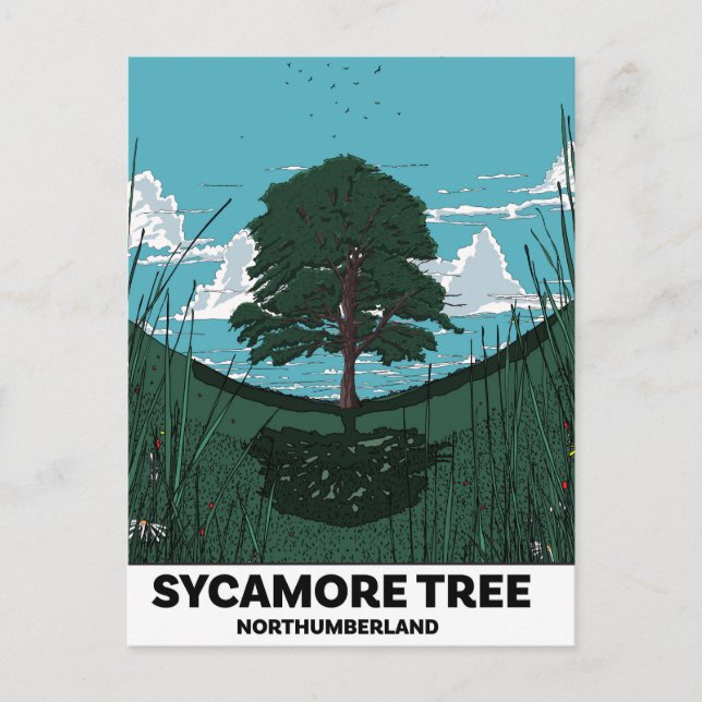 Carte Postale Écart de l'arbre Sycamore (Devant)