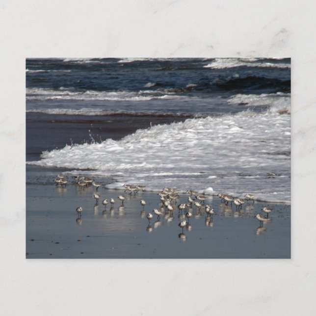 Carte Postale Echapper au Surf (Devant)