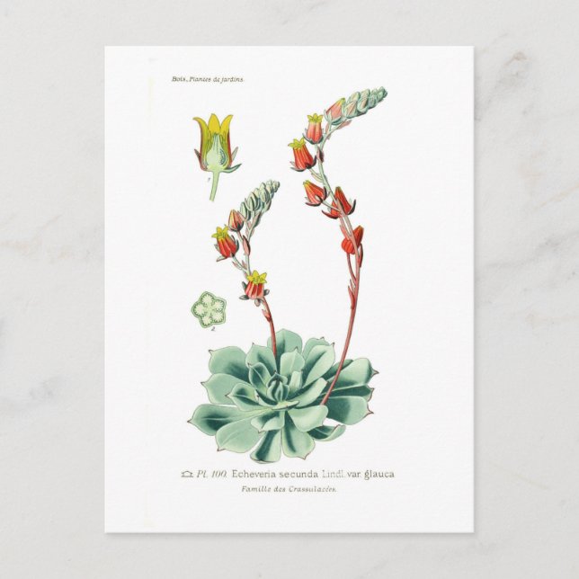 Carte Postale Echeveria secunda (Devant)