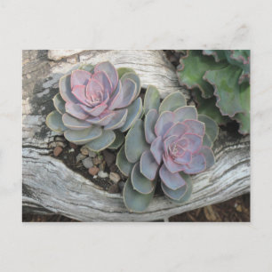 Carte Postale Echeveria succulent Postcard