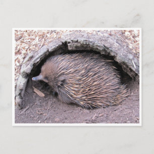 Carte Postale echidna