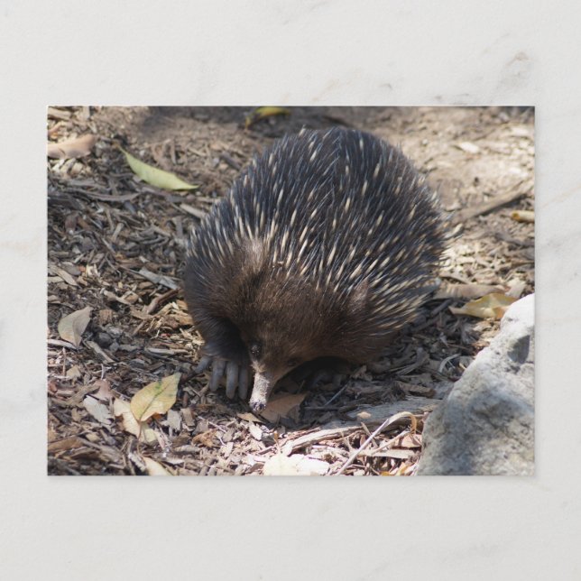 Carte Postale Echidna Australie (Devant)