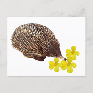 Carte postale Echidna et Frangipani