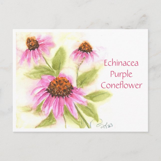 Carte postale Echinacea Purple Coneflower (Devant)