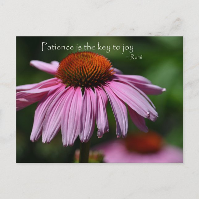 Carte Postale Échinacée avec citation de patience (Devant)