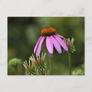 Carte Postale Échinacée rose violet vibrant