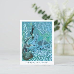 Carte Postale Échinodermes Blue Great Barrier Reef   VINTAGE