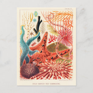 Carte Postale Échinodermes de la Grande barrière de corail