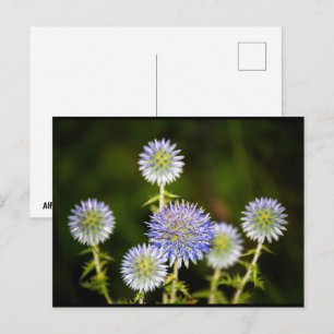 Carte Postale Echinops Sphaerocephalus, Chardon-globe glanduleux