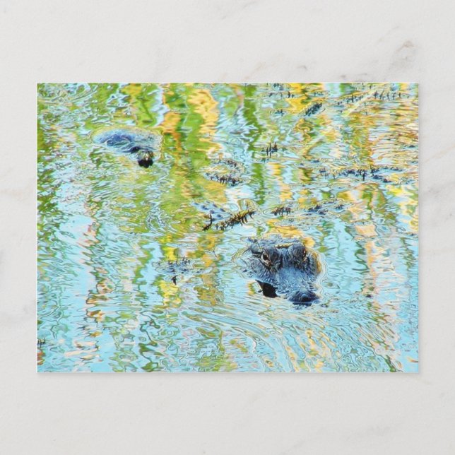 Carte Postale Éclairage des marais (Devant)