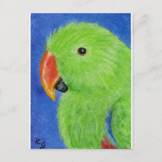 Carte Postale Eclectus Parrot