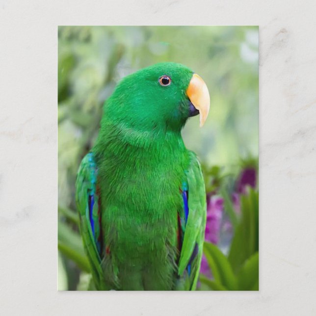 Carte Postale Eclectus Parrot Homme (Devant)