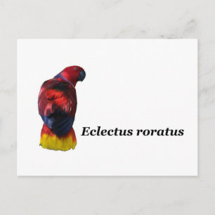 Carte postale Eclectus roratus