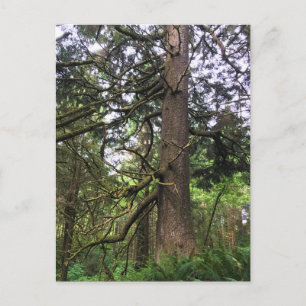 Carte Postale Ecola State Park, Cannon Beach, Oregon