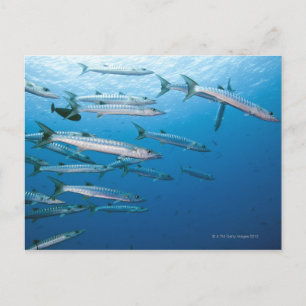 Carte Postale École de barracuda (Sphyraena qenie)