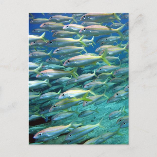 Carte Postale École de la chèvre à queue jaune (Devant)