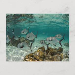 Carte Postale École de permis de pêche