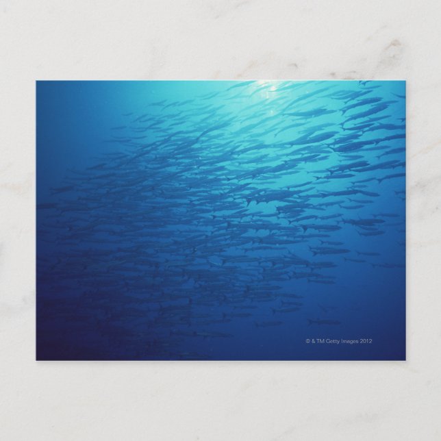 Carte Postale École de poisson 12 (Devant)