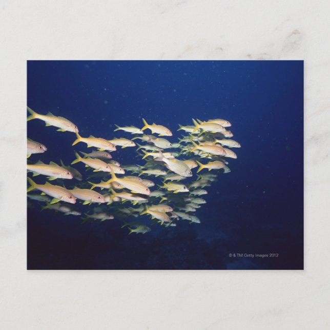 Carte Postale École de poisson 8 (Devant)