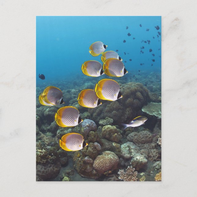 Carte Postale École de poissons 2 (Devant)