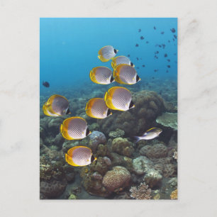 Carte Postale École de poissons 2