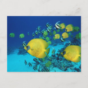 Carte Postale École de poissons papillons nager sur les fonds ma