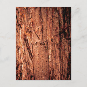 Carte Postale Écorce d'arbre brun rougeâtre profondément texturé