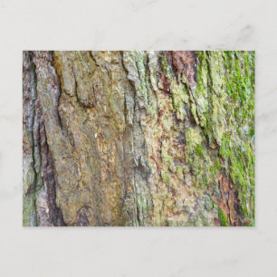 Carte Postale Écorce d'arbre recouverte de mousse