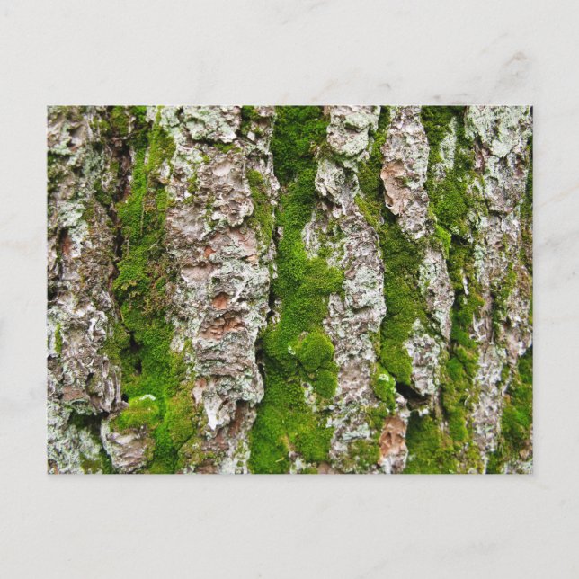 Carte Postale Écorce De Pin Arbre Avec Mousse (Devant)