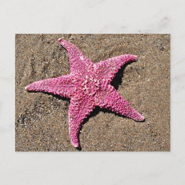 Carte Postale Écorce rose (Devant)