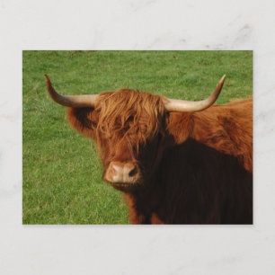 Carte postale écossaise Highland Cattle