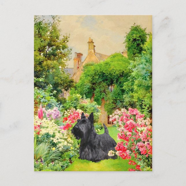 Carte postale écossaise Terrier (Devant)