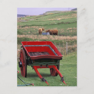 Carte Postale Ecosse, île de Skye, Kilmuir. Animaux de la ferme