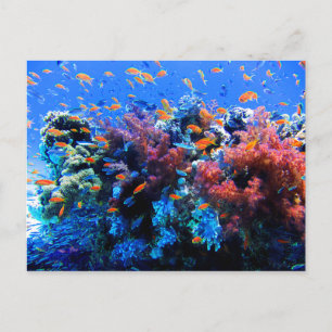 Carte Postale Écosystème sous-marin tropical