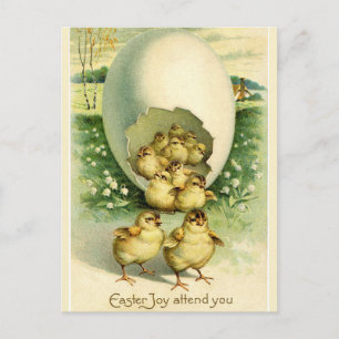 Carte Postale Écouter des poussins de la coquille géante Salutat
