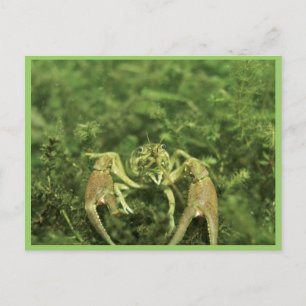 Carte Postale Écrepoisson