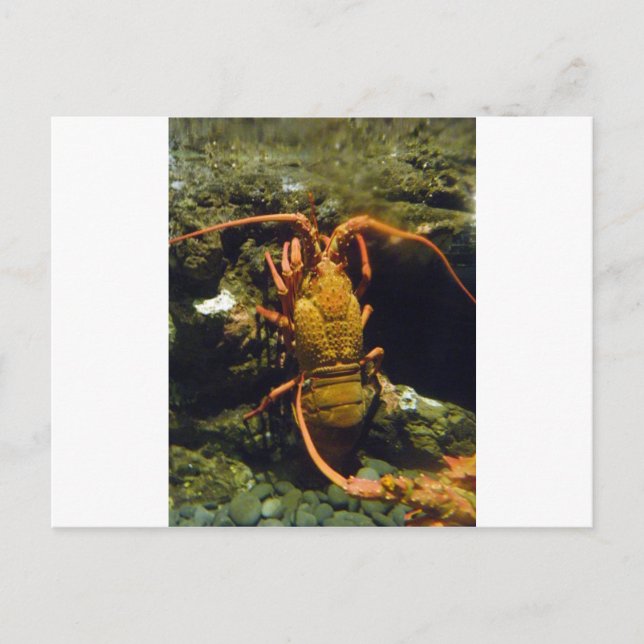 Carte Postale Écrevisses de la Nouvelle Zélande (Devant)